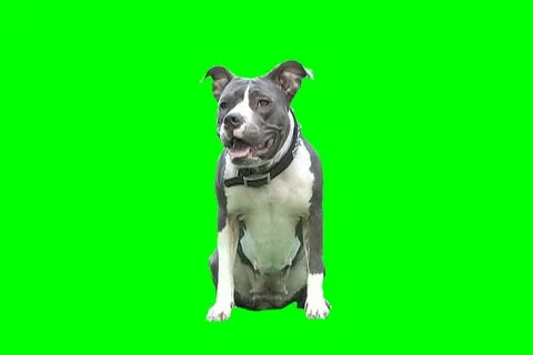 Pit bull 55 Stock Footage 18954149