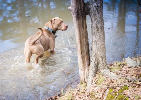 Pit Bull in action Stock Photos