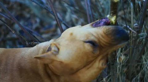 Pit bull breaking branch, C.U. Stock Footage 10877925