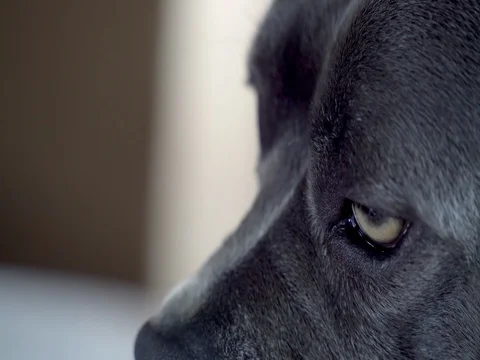 Pit bull dog close up Stock Footage 81008320
