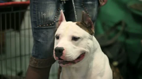 Pit bull Stock Footage 10981046