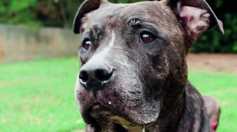 Pit Bull Stock Footage 12046270