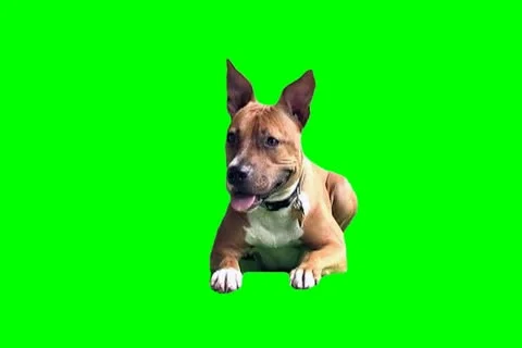 Pit bull Video stock 18443656
