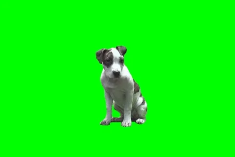 Pit bull Stock Footage 18787766