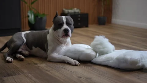 Pit bull lying next to destroyed pillows with a guilty expression Stock Footage 301438610