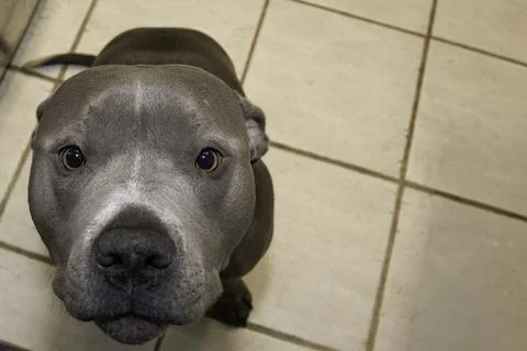 Pit Bull overhead portrait Stock Photos