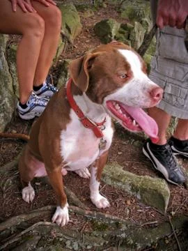 Pit bull Stock Photos