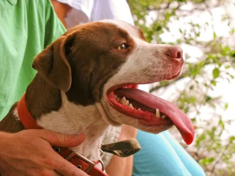 Pit bull Stock Photos