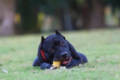 Pit Bull Stock Photos