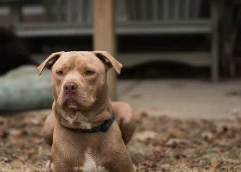 Pit Bull Stock Photos