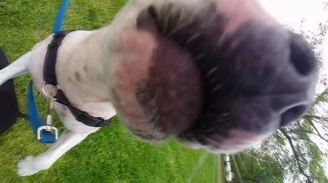 Pit bull playfully bites camera in slow motion Video stock 49968724