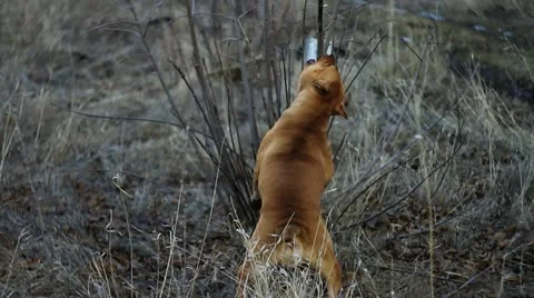 Pit bull playing Stock Footage 10877928