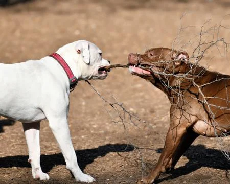 Pit Bull Playing in the Park Stock Photos