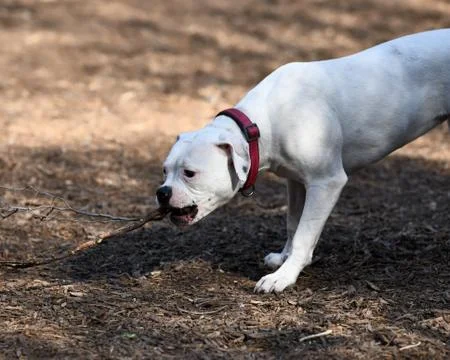 Pit Bull Playing in the Park Stock Photos