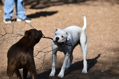Pit Bull Playing in the Park Stock Photos