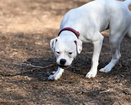 Pit Bull Playing in the Park Stock Photos