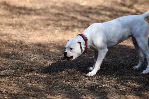 Pit Bull Playing in the Park Stock Photos