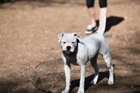 Pit Bull Playing in the Park Stock Photos