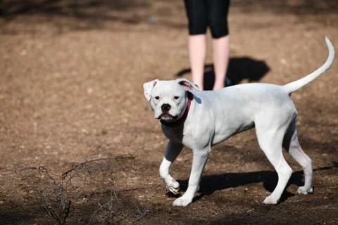 Pit Bull Playing in the Park Stock Photos
