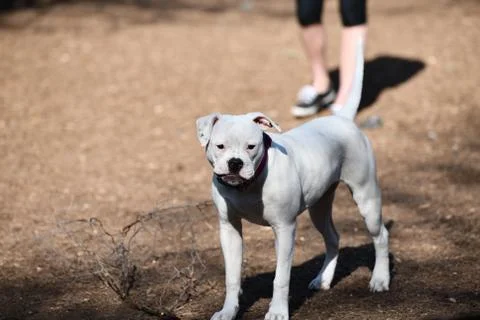 Pit Bull Playing in the Park Stock Photos