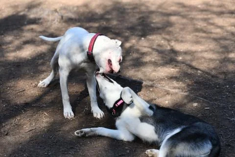 Pit Bull Playing in the Park Stock Photos