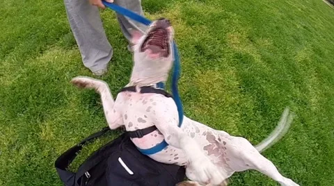 Pit bull plays on the ground in slow motion Stock Footage 49968848