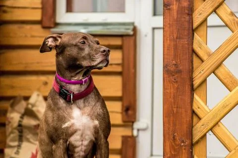 Pit Bull Portrait Stock Photos