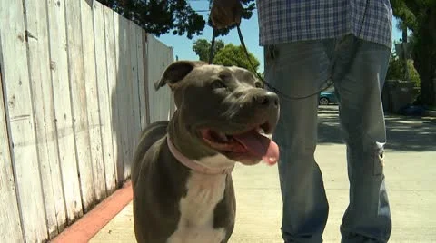 Pit bull terrier 01 HD Stock Footage 10740802