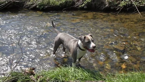 Pit Bull Terrier Vídeos de archivo 8646380