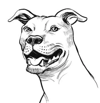 Pit bull terrier Stock Illustration