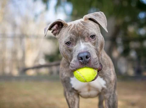 A Pit Bull Terrier mixed breed dog holding a ball in its mouth Stock Photos