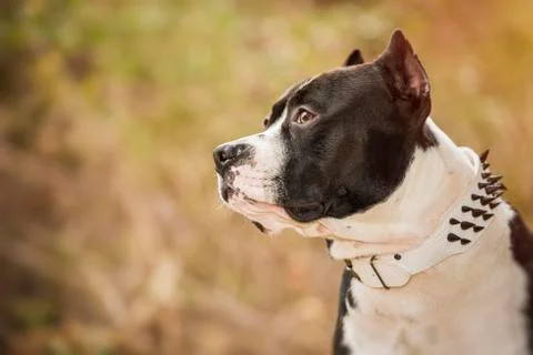 Pit Bull Terrier Stock Photos