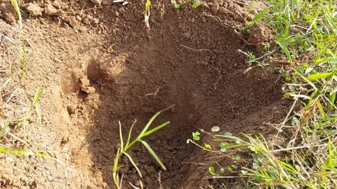 A pit dug for planting a sapling. Vídeos de archivo 285496107
