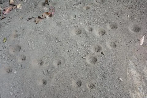 The pit of sand antlion Stock Photos