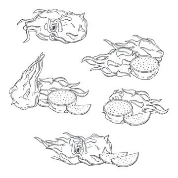 Pitahaya set. Vector  illustration. Stock Illustration