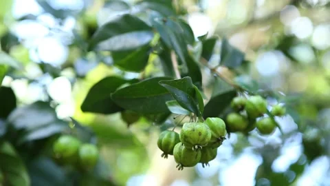 Pitanga fruit on a tree branch, close-up shot, in Piraí do Norte, Bahia Stock Footage 317574427