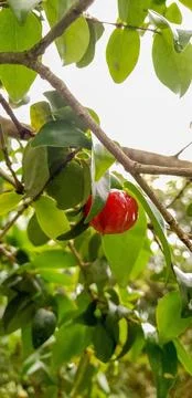 Pitanga on the tree ready to be picked Foto stock