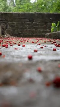 Pitangas Scattered on Stone Steps 스톡 사진