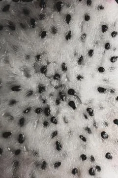 Pitaya Cactus fruit macro close up Stock Photos