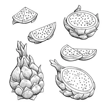Pitaya dragon fruit graphic black white isolated sketch illustration vector Stock Illustration