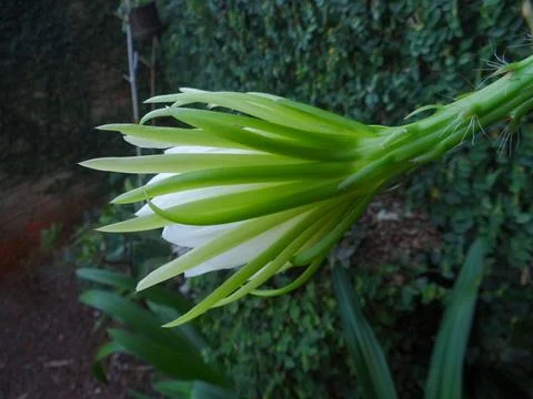 Pitaya flower blooming Stock Photos