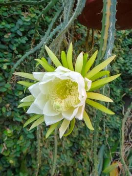 Pitaya flower 스톡 사진