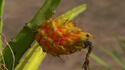 Pitaya Fruit on Pitaya Tree Stock Footage 257186876