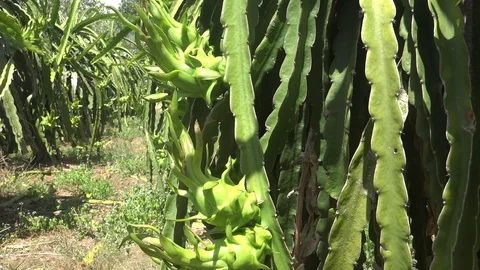 Pitaya Or Dragon Fruit Stock Footage 95117404