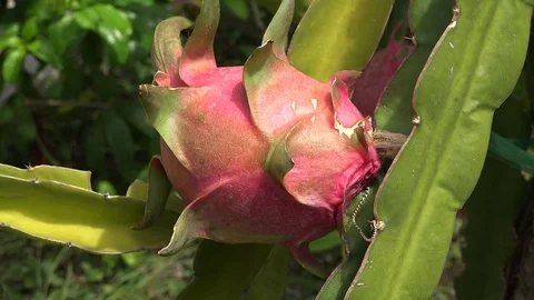 Pitaya Or Dragon Fruit Stock Footage 95269617