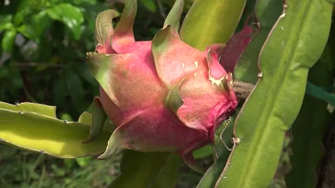 Pitaya Or Dragon Fruit growing naturally Stock Footage 239687119