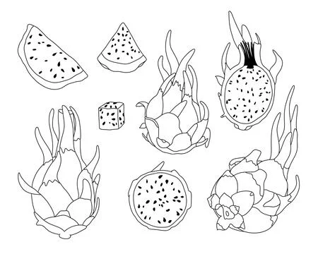 Pitaya or dragon fruit set outline Stock Illustration