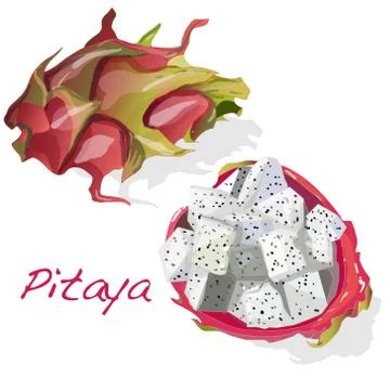 Pitaya or Dragon Fruit. Vector Stock Illustration