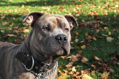 Pitbul headshot Stock Photos