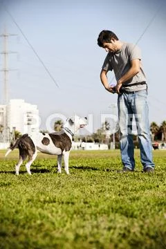 Pitbull and dog owner Stock Photos